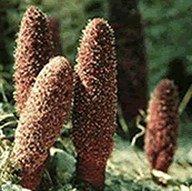 Sou yang - Cynomorium Songaricum